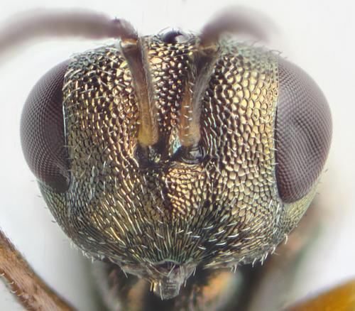 Trichomalus sp.